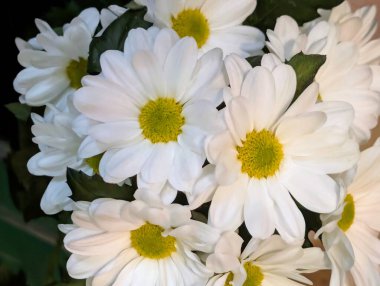 beyaz papatya çiçekleri yakın görünüm