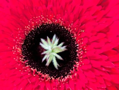 Karanlık arka planda güzel Gerbera çiçeği, yaz konsepti, yakın görüş