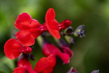 Baharda bahçede kırmızı çiçek