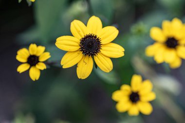 Bahçedeki sarı çiçek