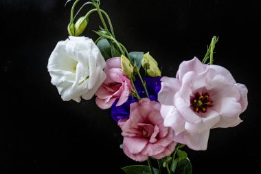 Mutluluk ve gül çiçekleri kapanıyor.