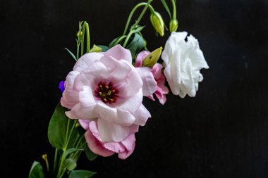 Mutluluk ve gül çiçekleri kapanıyor.