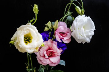 Mutluluk ve gül çiçekleri kapanıyor.