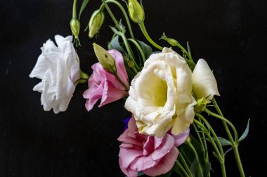 Mutluluk ve gül çiçekleri kapanıyor.