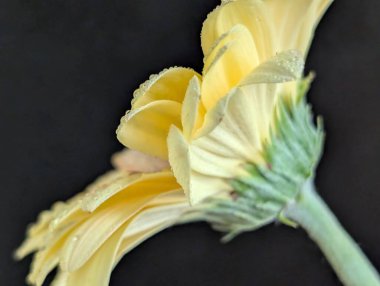 Karanlık arka planda güzel Gerbera çiçeği, yaz konsepti, yakın görüş