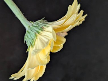 Karanlık arka planda güzel Gerbera çiçeği, yaz konsepti, yakın görüş