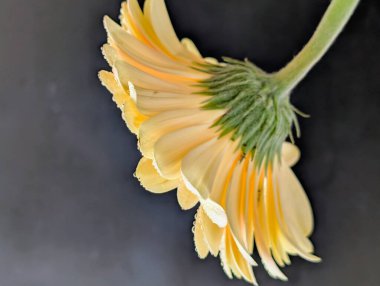 Karanlık arka planda güzel Gerbera çiçeği, yaz konsepti, yakın görüş