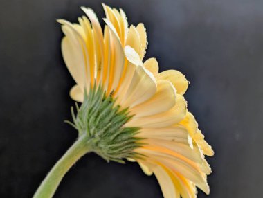 Karanlık arka planda güzel Gerbera çiçeği, yaz konsepti, yakın görüş