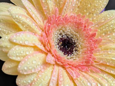 Karanlık arka planda güzel Gerbera çiçeği, yaz konsepti, yakın görüş