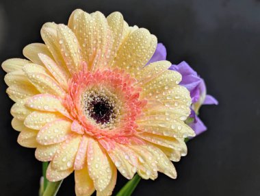 Karanlık arka planda güzel Gerbera çiçeği, yaz konsepti, yakın görüş