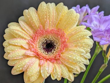 Karanlık arka planda güzel Gerbera çiçeği, yaz konsepti, yakın görüş