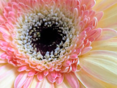 Karanlık arka planda güzel Gerbera çiçeği, yaz konsepti, yakın görüş