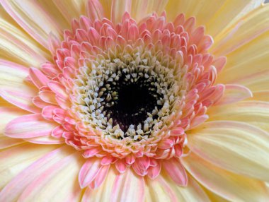 Karanlık arka planda güzel Gerbera çiçeği, yaz konsepti, yakın görüş