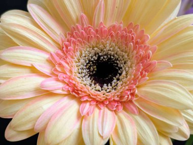 Karanlık arka planda güzel Gerbera çiçeği, yaz konsepti, yakın görüş