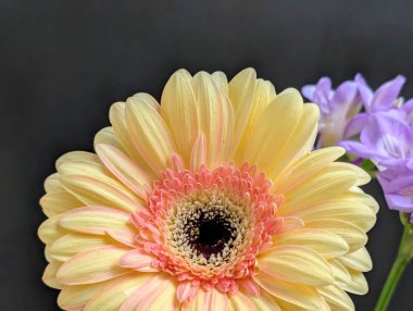Karanlık arka planda güzel Gerbera çiçeği, yaz konsepti, yakın görüş