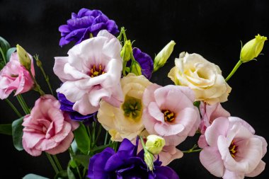 Mutluluk ve gül çiçekleri kapanıyor.