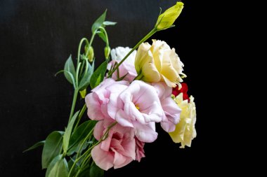 Mutluluk ve gül çiçekleri kapanıyor.