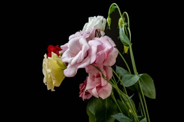 Mutluluk ve gül çiçekleri kapanıyor.