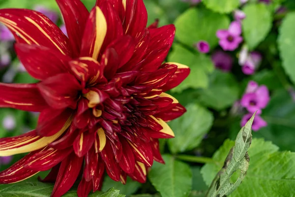 beyaz papatya çiçekleri yakın görünüm