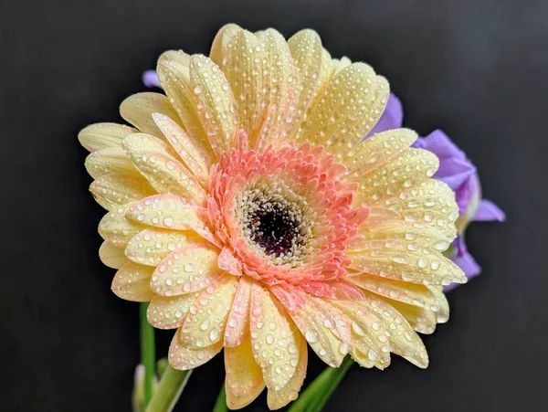 Karanlık arka planda güzel Gerbera çiçeği, yaz konsepti, yakın görüş