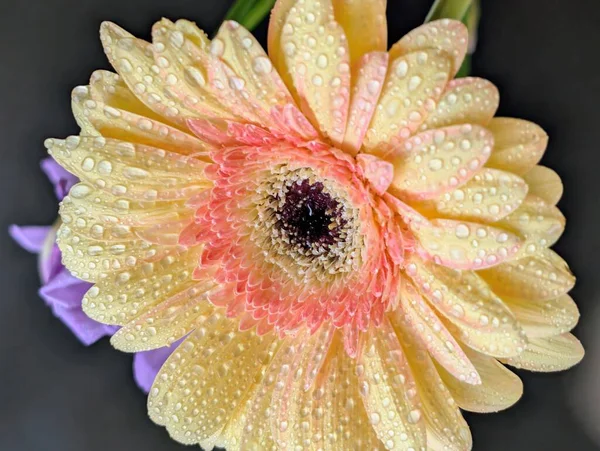 Karanlık arka planda güzel Gerbera çiçeği, yaz konsepti, yakın görüş