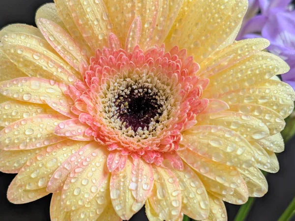 Karanlık arka planda güzel Gerbera çiçeği, yaz konsepti, yakın görüş