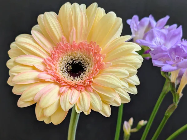 Karanlık arka planda güzel Gerbera çiçeği, yaz konsepti, yakın görüş