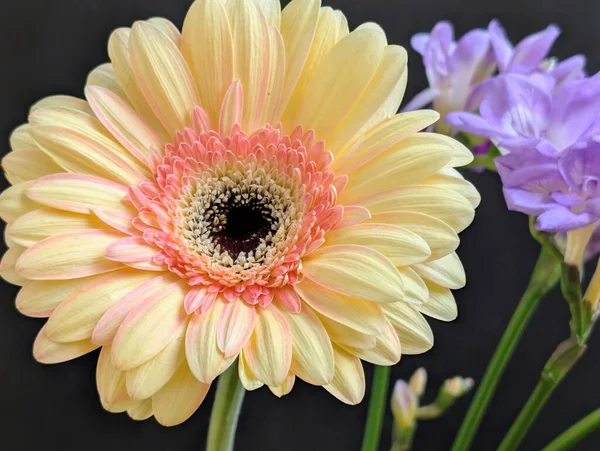 Karanlık arka planda güzel Gerbera çiçeği, yaz konsepti, yakın görüş