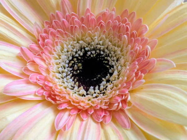 Karanlık arka planda güzel Gerbera çiçeği, yaz konsepti, yakın görüş