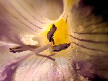 Siyah arkaplanda güzel mor frezya çiçekleri