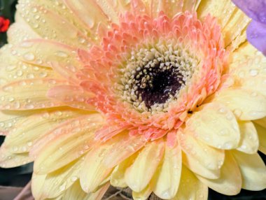 Karanlık arka planda güzel Gerbera çiçeği, yaz konsepti, yakın görüş