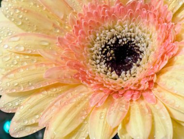 Karanlık arka planda güzel Gerbera çiçeği, yaz konsepti, yakın görüş