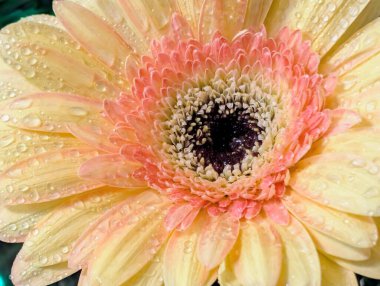 Karanlık arka planda güzel Gerbera çiçeği, yaz konsepti, yakın görüş