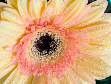 Karanlık arka planda güzel Gerbera çiçeği, yaz konsepti, yakın görüş