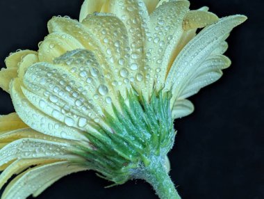 Karanlık arka planda güzel Gerbera çiçeği, yaz konsepti, yakın görüş