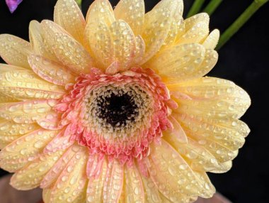 Karanlık arka planda güzel Gerbera çiçeği, yaz konsepti, yakın görüş