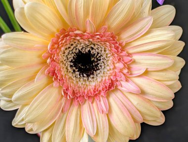 Karanlık arka planda güzel Gerbera çiçeği, yaz konsepti, yakın görüş