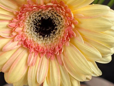 Karanlık arka planda güzel Gerbera çiçeği, yaz konsepti, yakın görüş