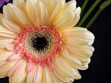 Karanlık arka planda güzel Gerbera çiçeği, yaz konsepti, yakın görüş