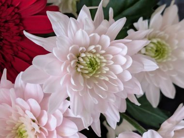 Güzel kasımpatı buketi