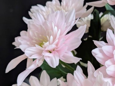 Güzel kasımpatı buketi