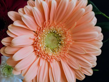 Bulanık arkaplanda bir Gerbera çiçeğinin kapağını kapat