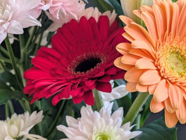 Güzel Gerbera çiçeğini kapat.