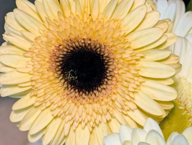 Bulanık arkaplanda bir Gerbera çiçeğinin kapağını kapat