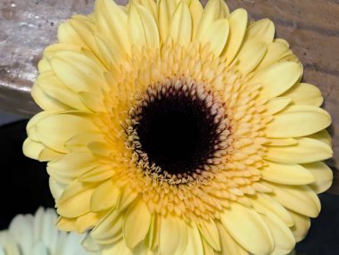 Bulanık arkaplanda bir Gerbera çiçeğinin kapağını kapat