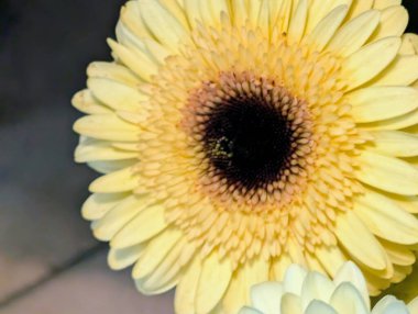 Bulanık arkaplanda bir Gerbera çiçeğinin kapağını kapat