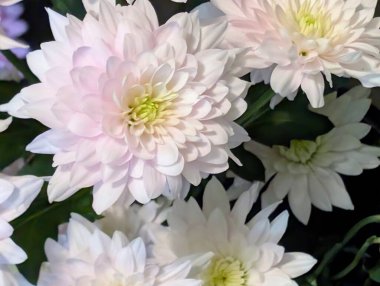 Güzel kasımpatı buketi