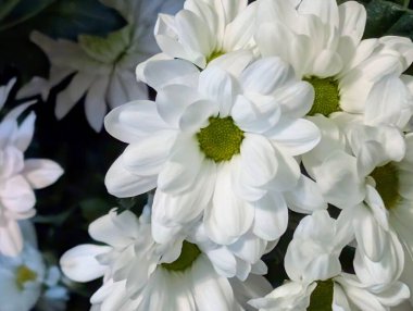 Güzel kasımpatı buketi