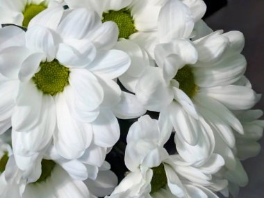 Güzel kasımpatı buketi