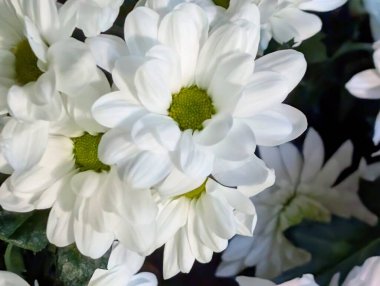 Güzel kasımpatı buketi